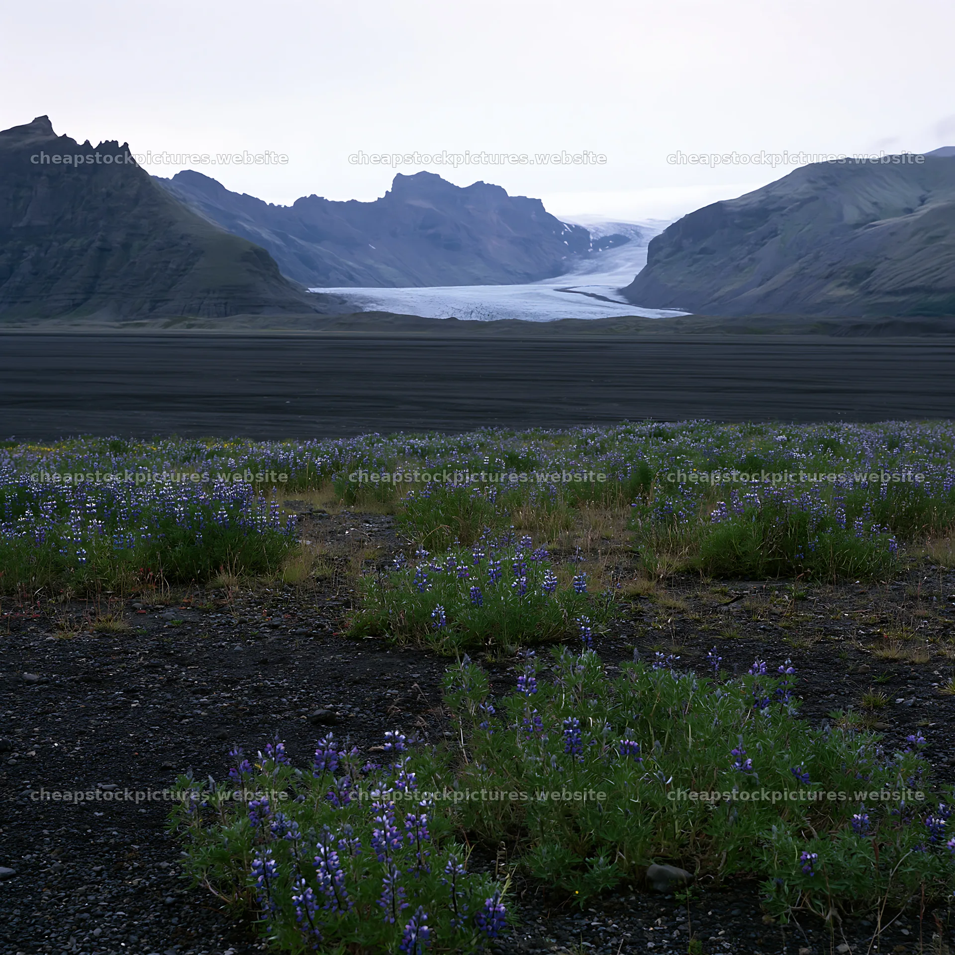 Lupin meadow with glacier in background, Iceland landscape – stock pictures 7938x7938