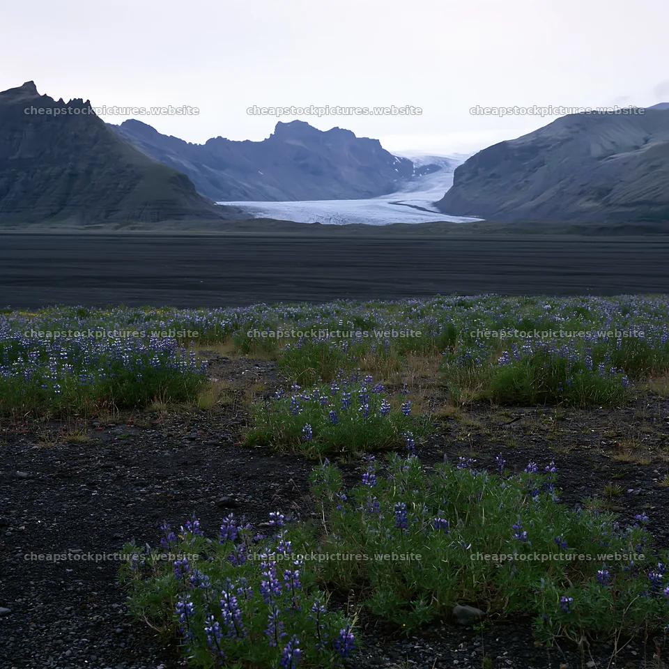 Lupin meadow with glacier in background, Iceland landscape – stock pictures 7938x7938