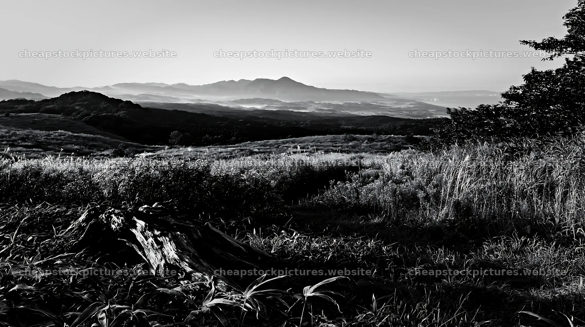 Fukushima native meadow with weathered stump – stock pictures 10608x5938