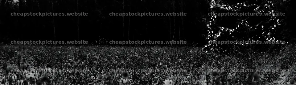 Decorated Christmas tree in a snowy meadow – stock pictures 14762x4268