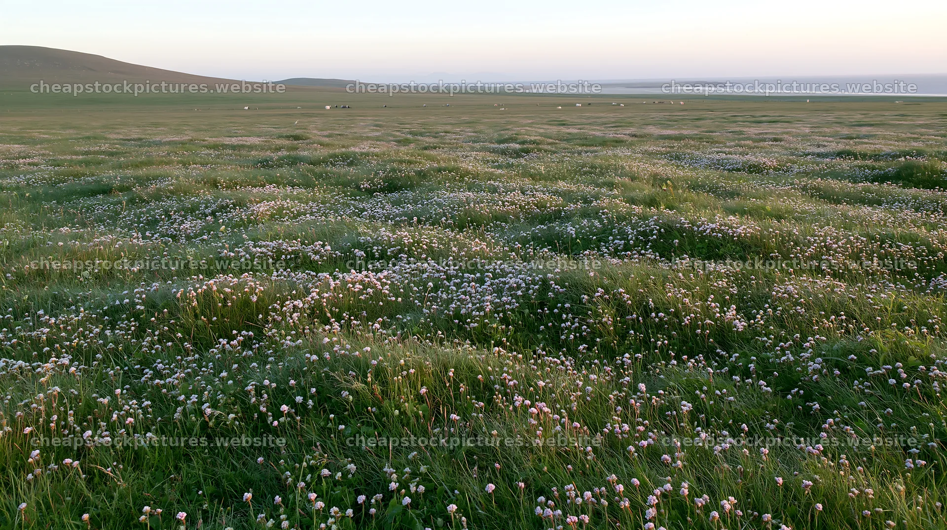 Silver dew meadow with grass and flowers under daylight – stock pictures 10608x5938