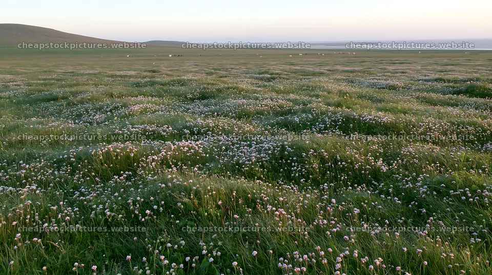 Silver dew meadow with grass and flowers under daylight – stock pictures 10608x5938