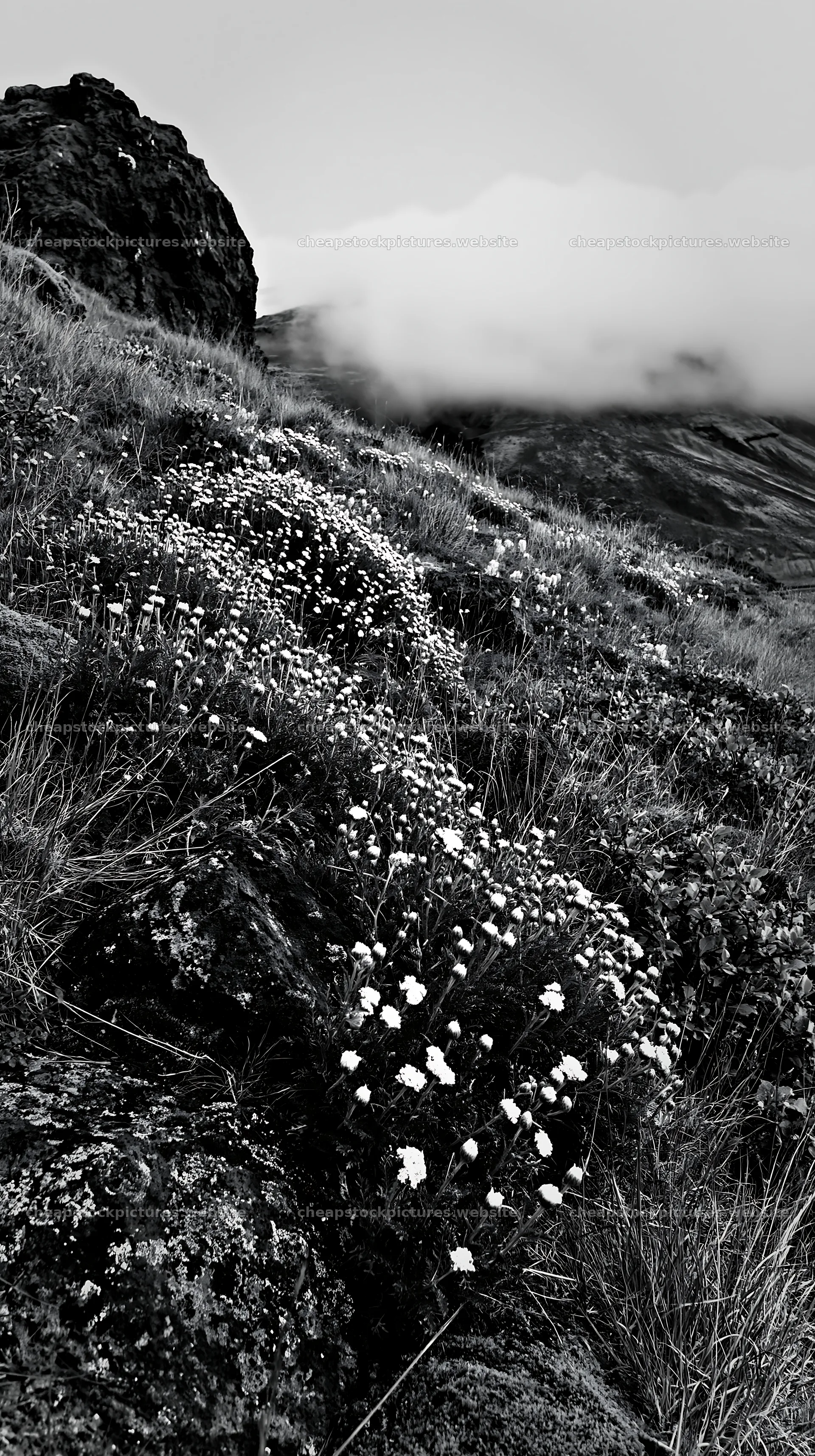 Yarrow meadow bloom on rocky hillside with fog – stock pictures 5938x10608