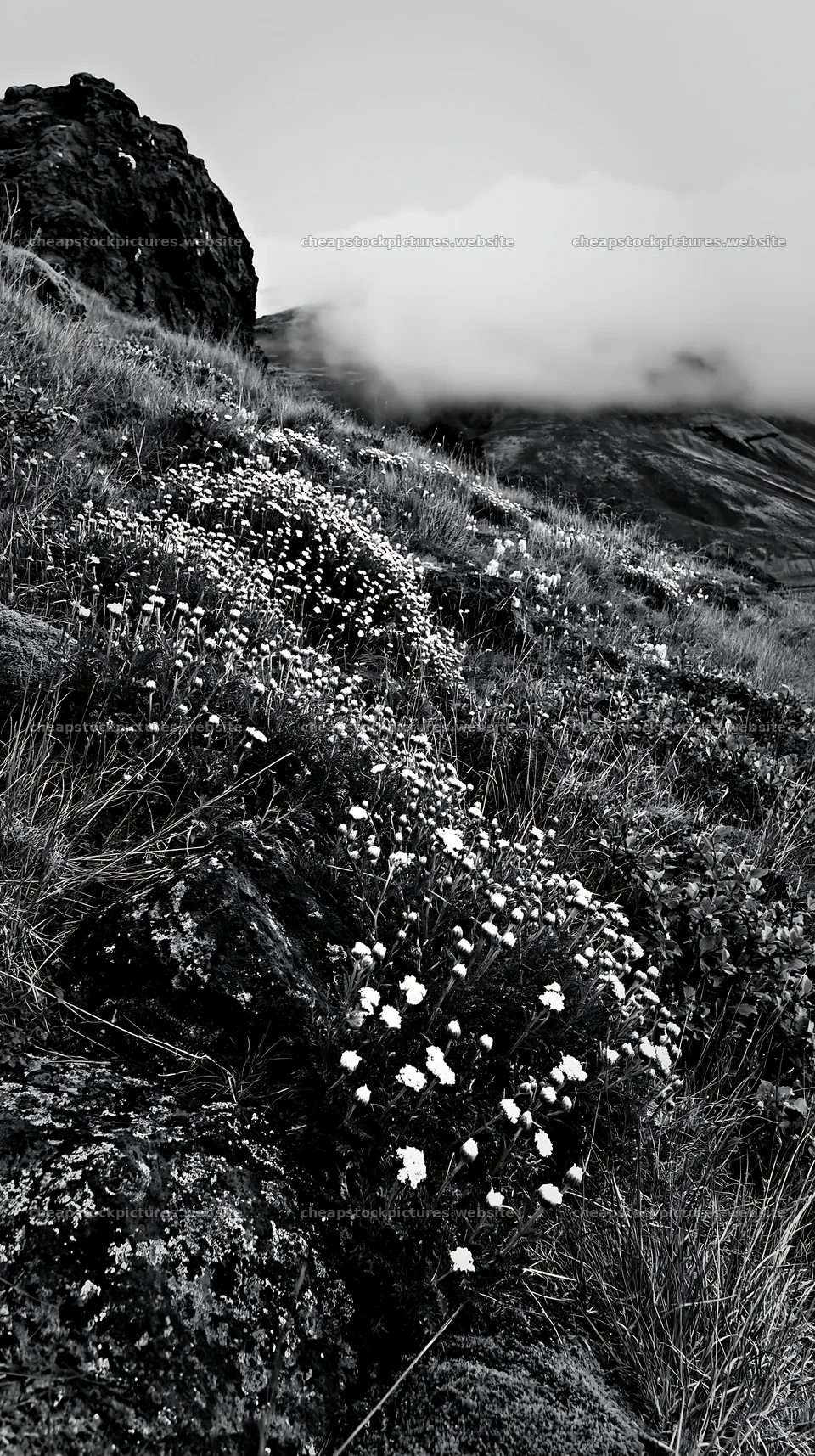 Yarrow meadow bloom on rocky hillside with fog – stock pictures 5938x10608