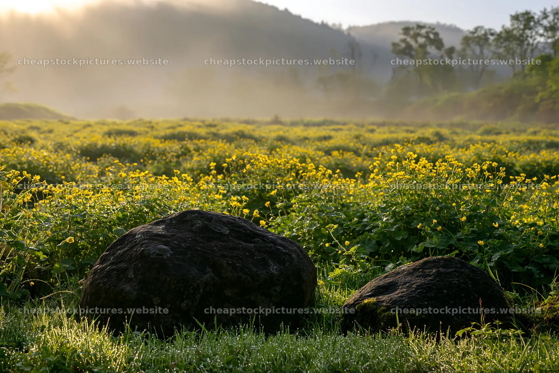 Kyoto spring wildflower meadow stone foreground – stock pictures 9722x6480