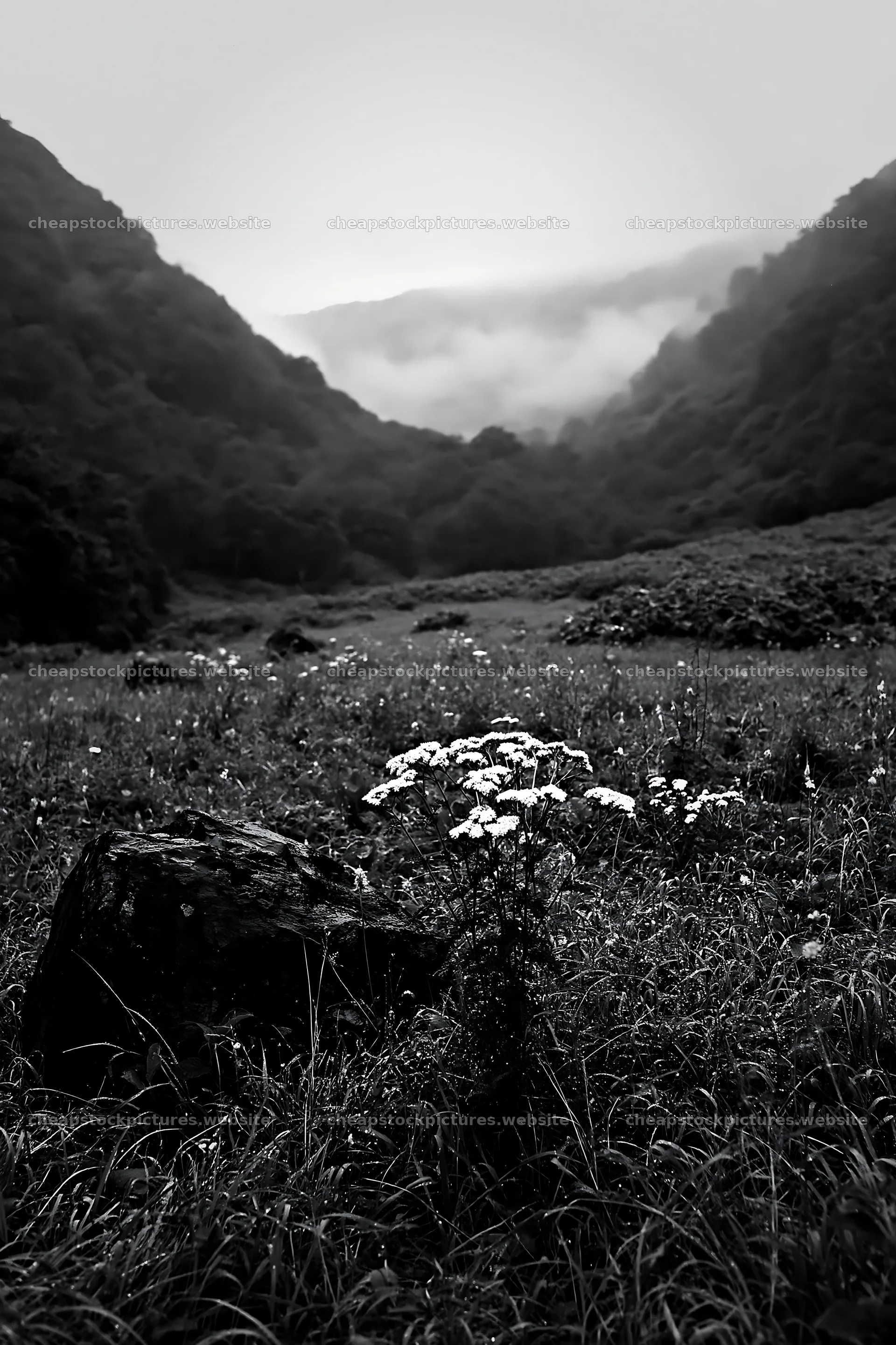Aomori climate resilient meadow with boulder in a green valley – stock pictures 6480x9722