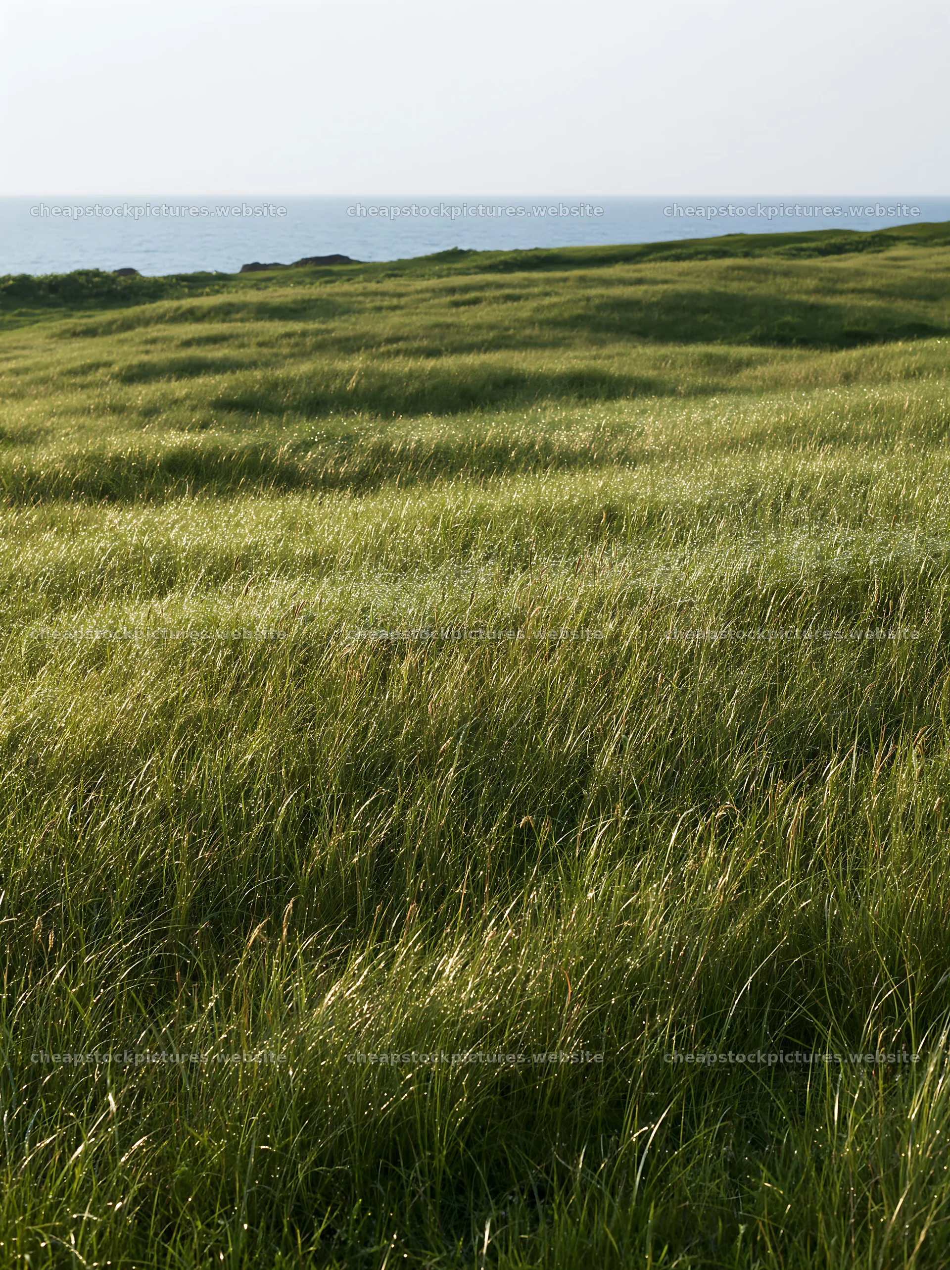 Fukui native grass meadow rain droplets with ocean in background – stock pictures 6866x9174