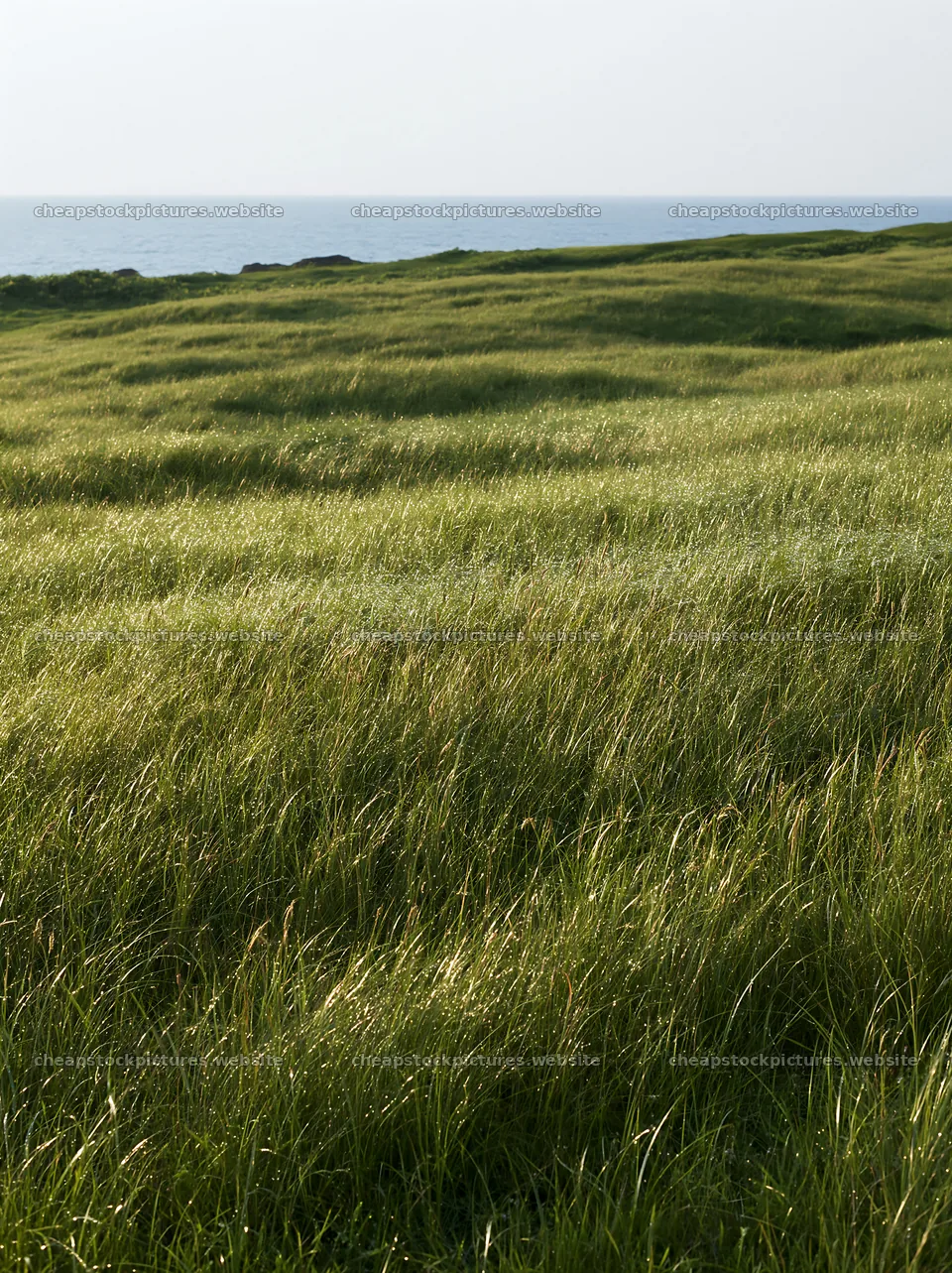 Fukui native grass meadow rain droplets with ocean in background – stock pictures 6866x9174