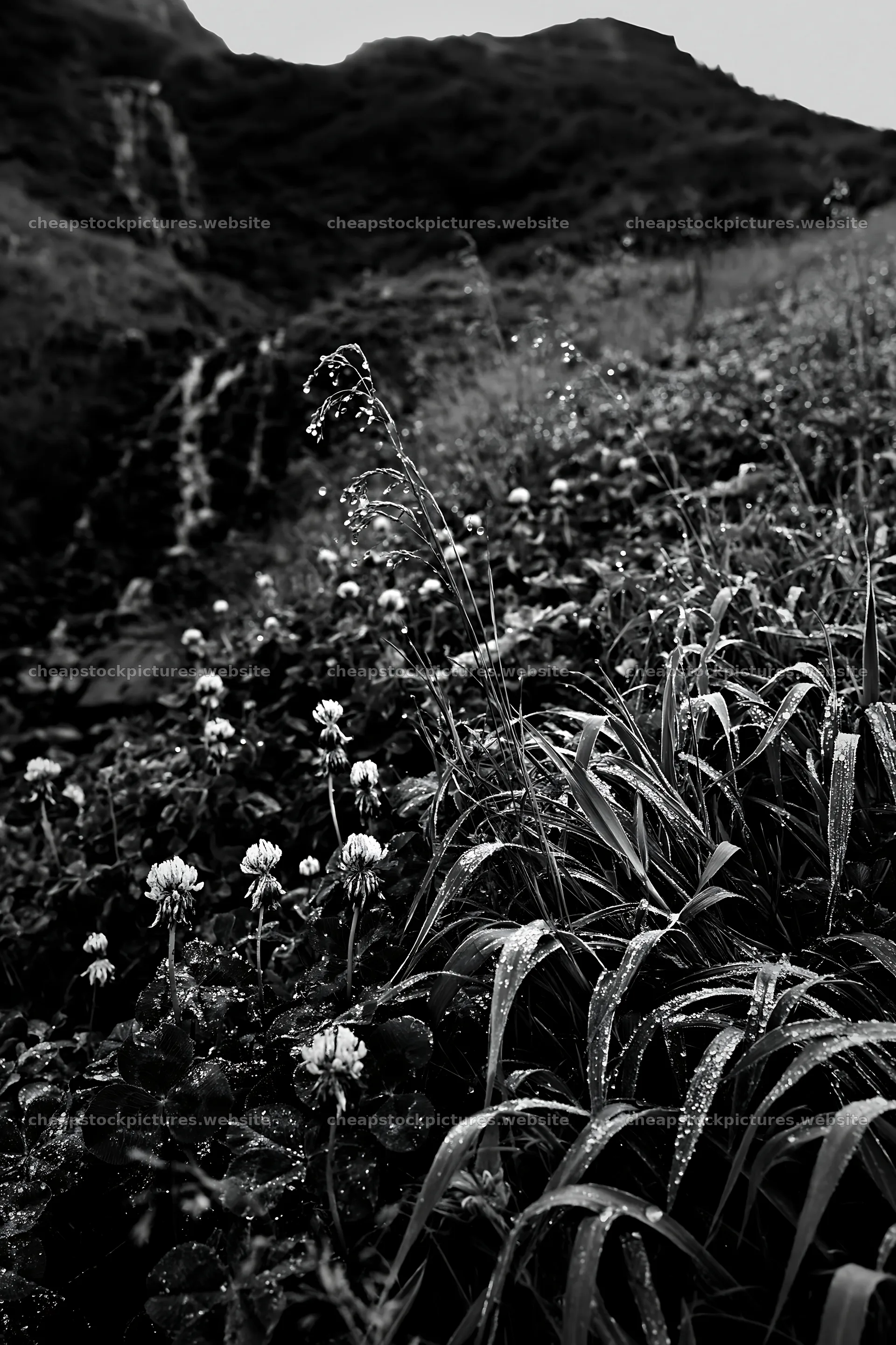 Alpine meadow with waterfall and wildflowers in black and white – stock pictures 6480x9722