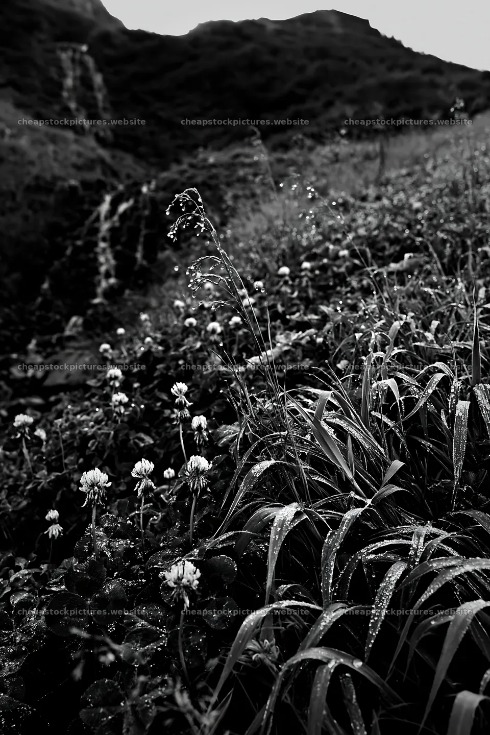 Alpine meadow with waterfall and wildflowers in black and white – stock pictures 6480x9722