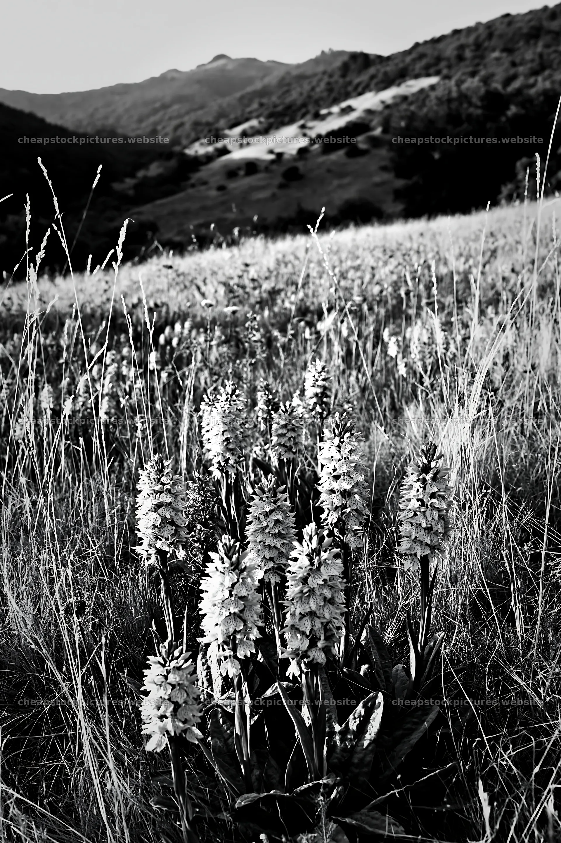 Wild orchid meadow in a hilly landscape with purple flowers – stock pictures 6480x9722