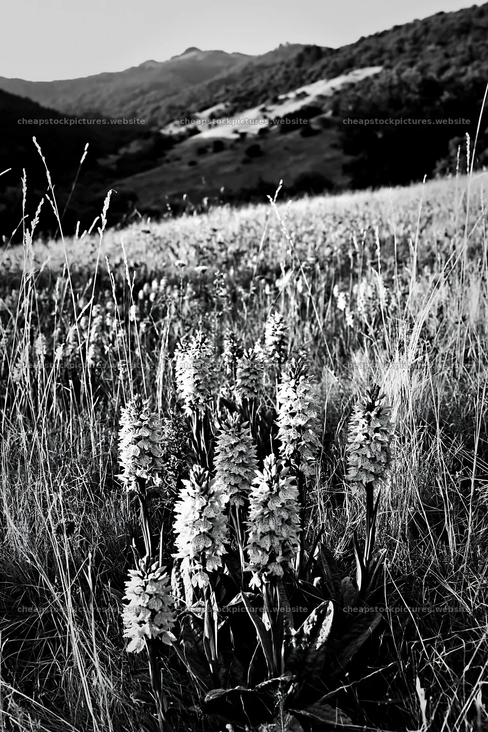 Wild orchid meadow in a hilly landscape with purple flowers – stock pictures 6480x9722