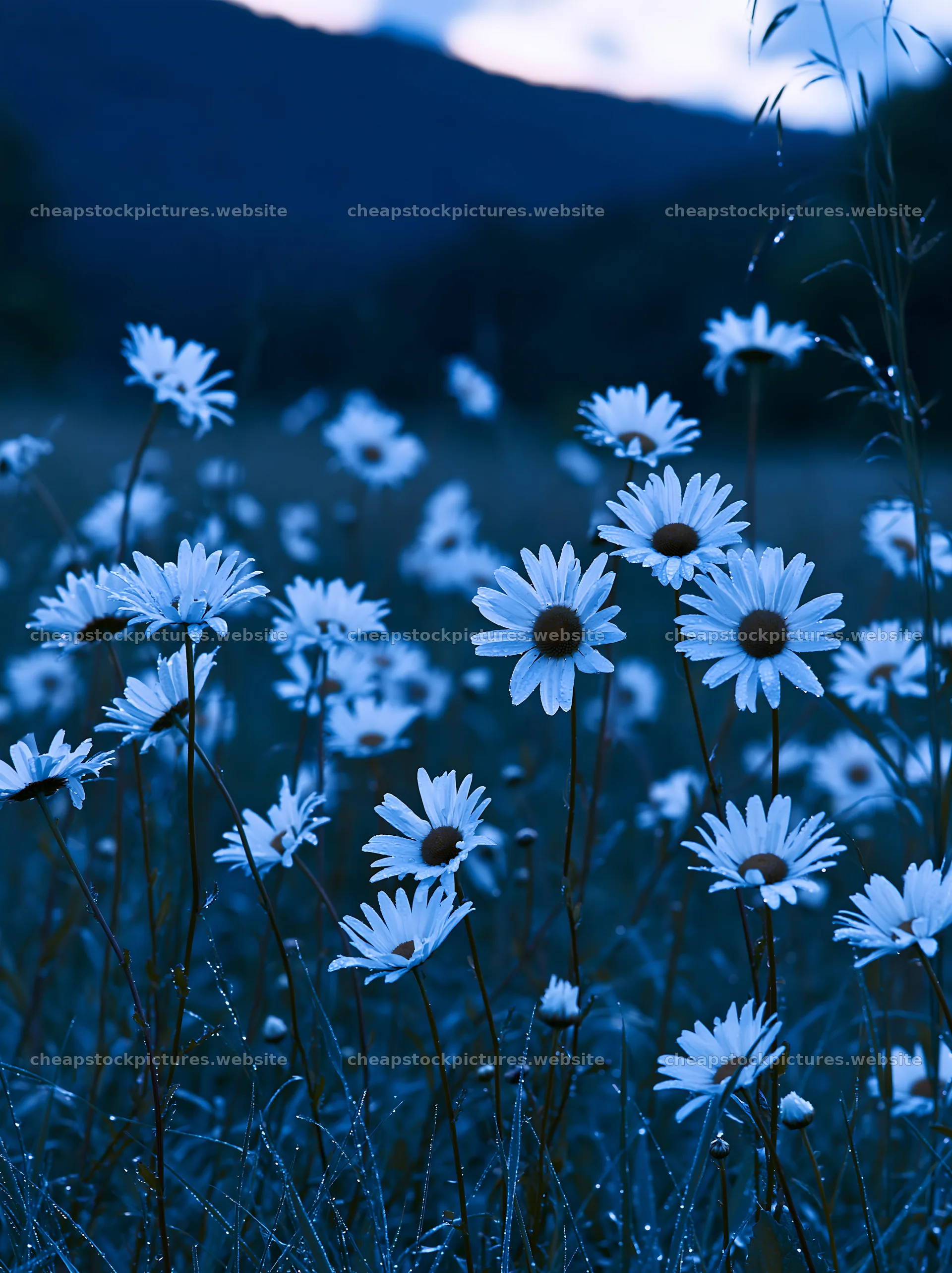 Silver dew on meadow flowers at dusk – stock pictures 6866x9174
