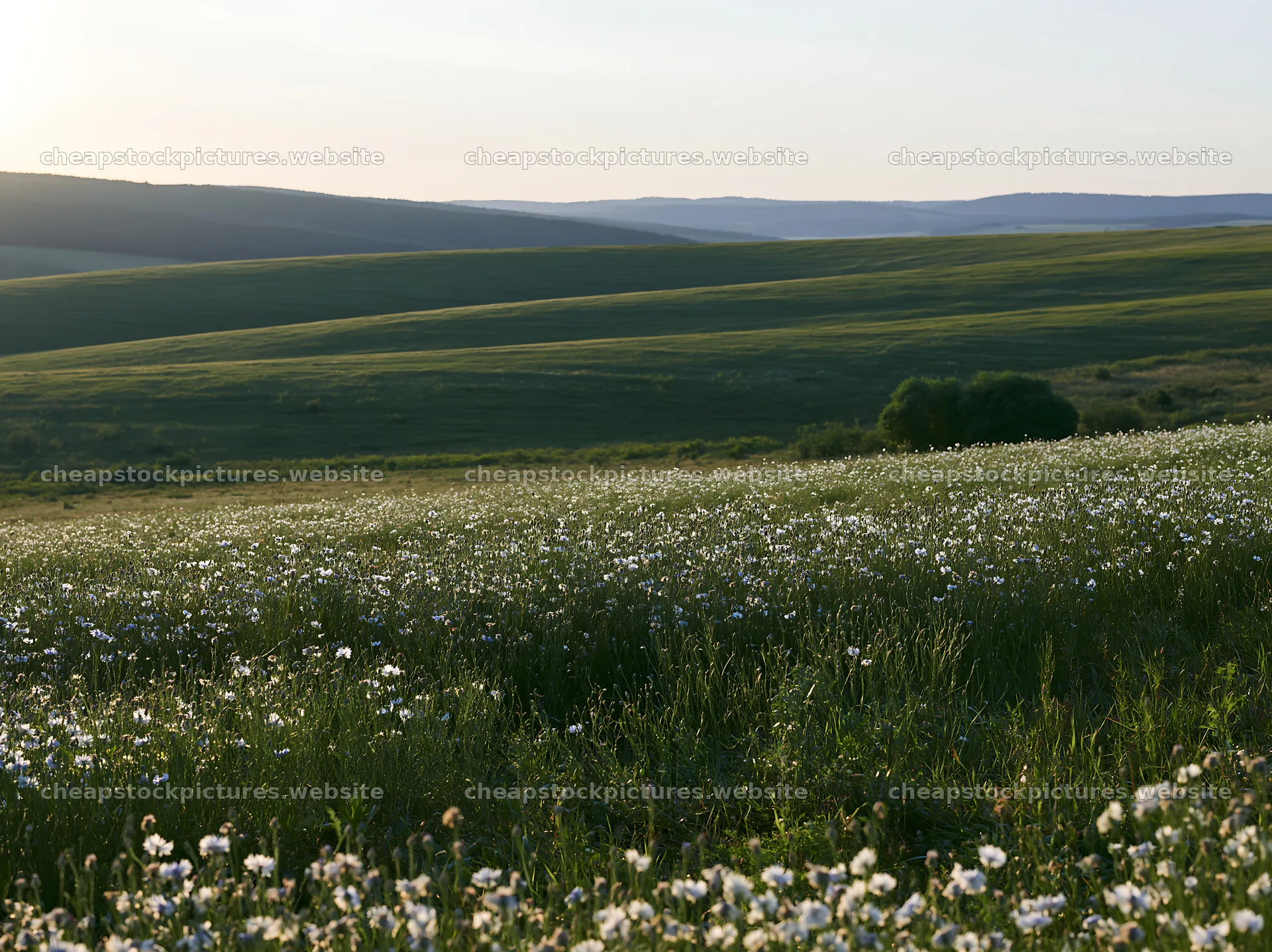 Cornflower meadow with green hills in the background – stock pictures 9174x6866