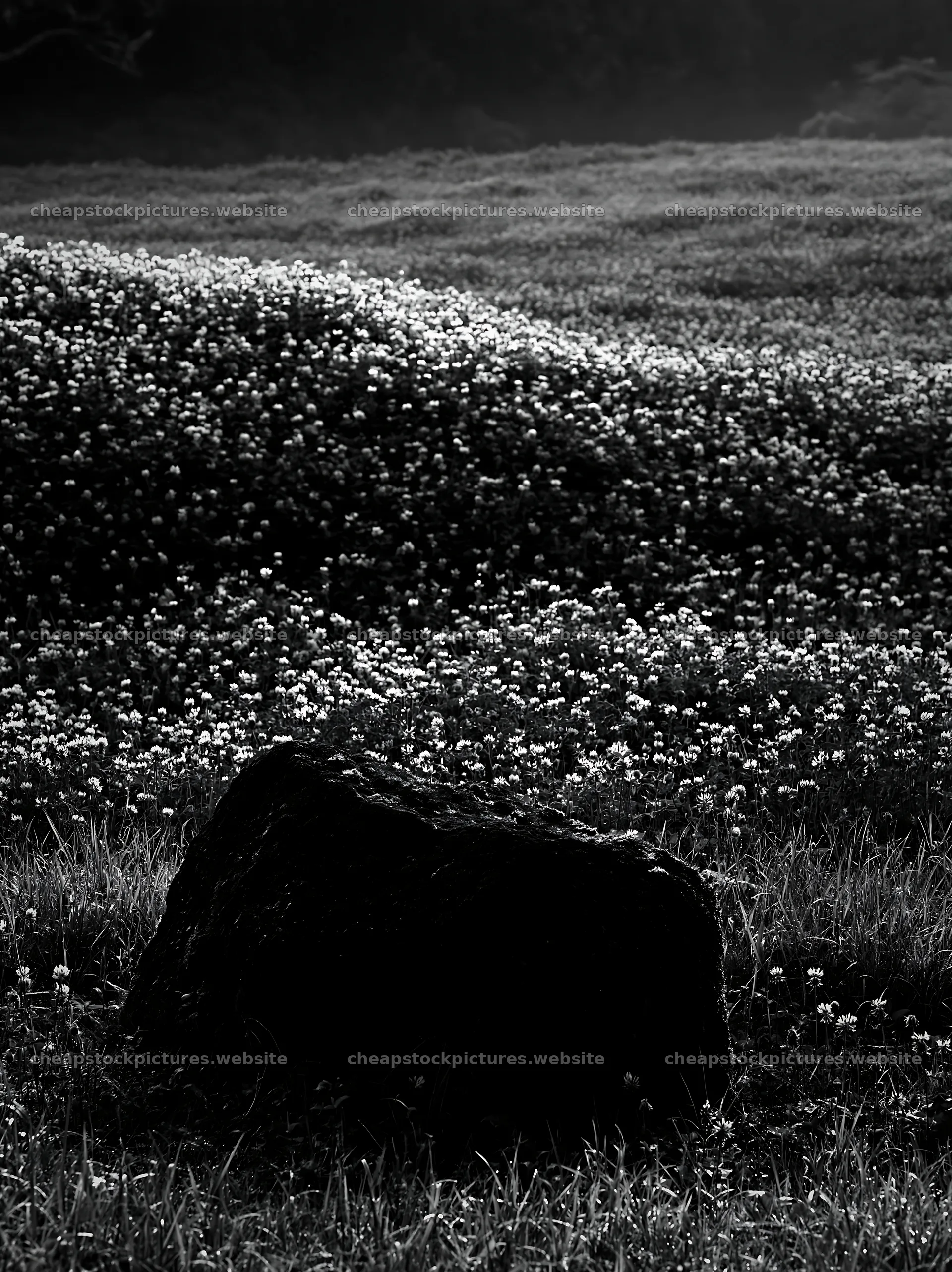 Misty meadow with moss covered stone in Shimane – stock pictures 6866x9174