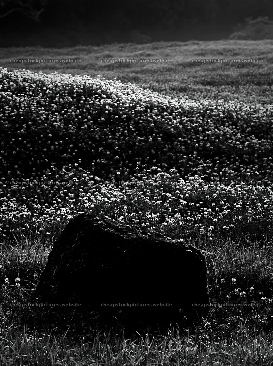 Misty meadow with moss covered stone in Shimane – stock pictures 6866x9174