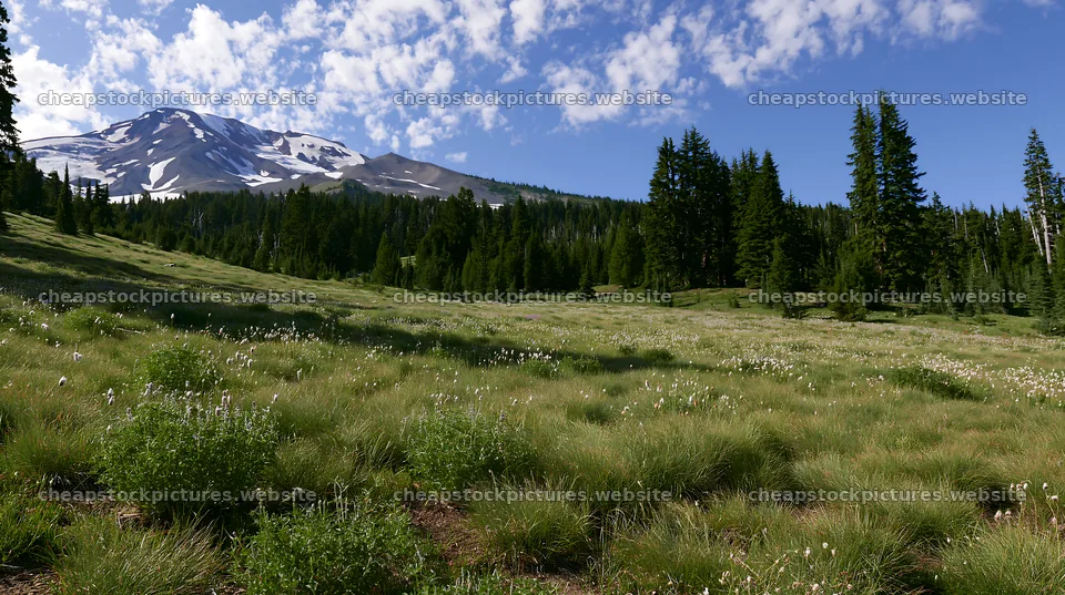 Seedhead meadow with mountains and trees under a cloudy sky – stock pictures 10608x5938