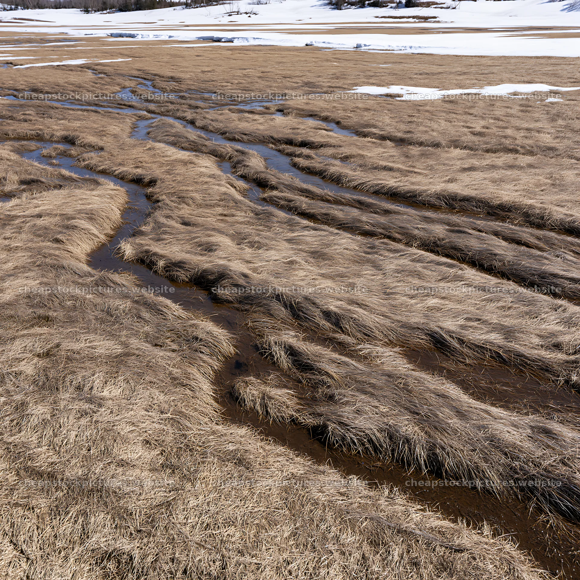 Akita snowmelt meadow with silver grasses in early spring – stock pictures 7938x7938