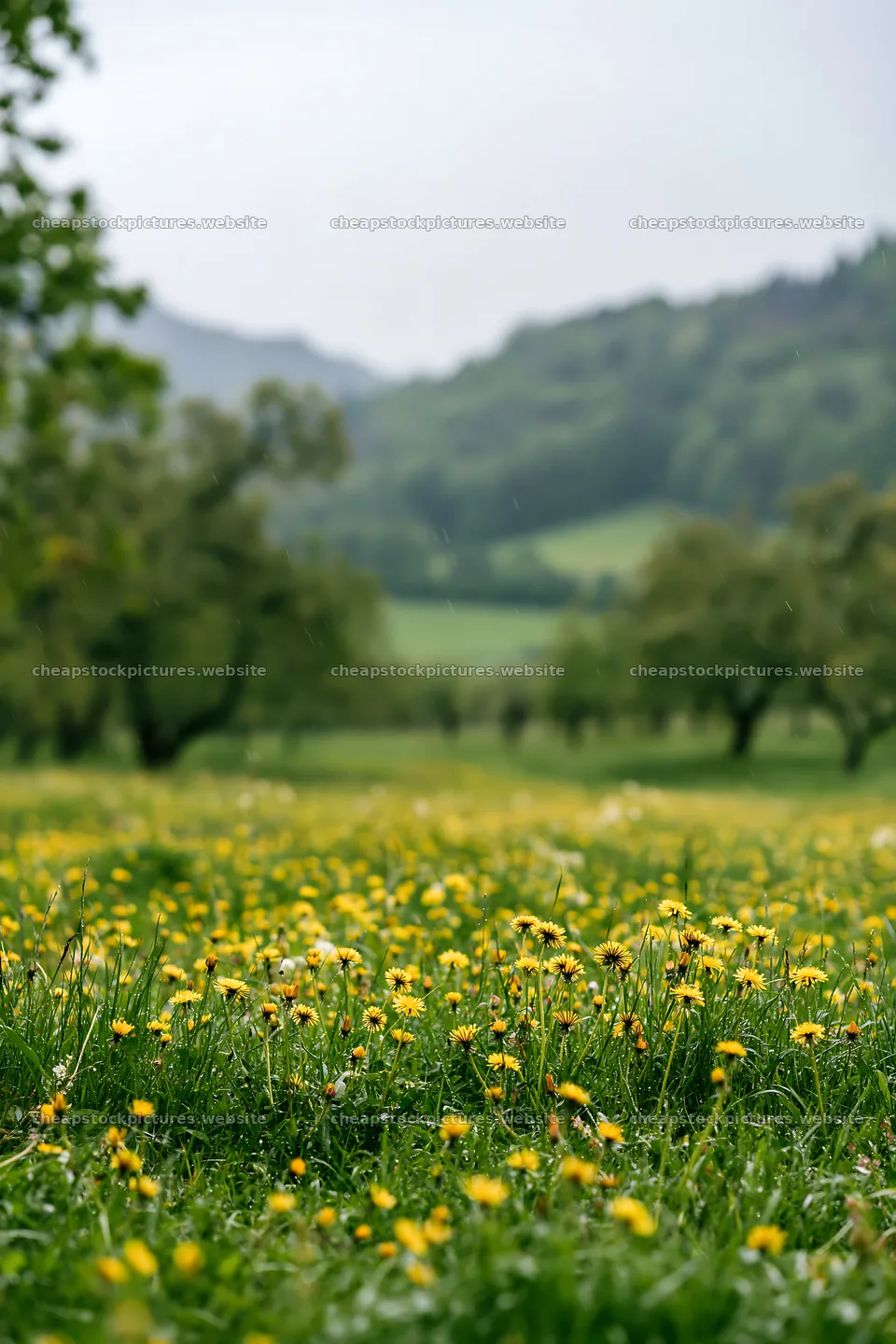 Dandelion meadow in orchard with distant hills – stock pictures 6480x9722
