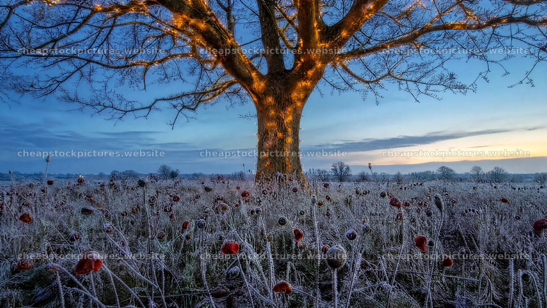 Vibrant Christmas lights in a winter meadow with frost – stock pictures 10584x5952