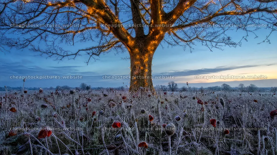 Vibrant Christmas lights in a winter meadow with frost – stock pictures 10584x5952