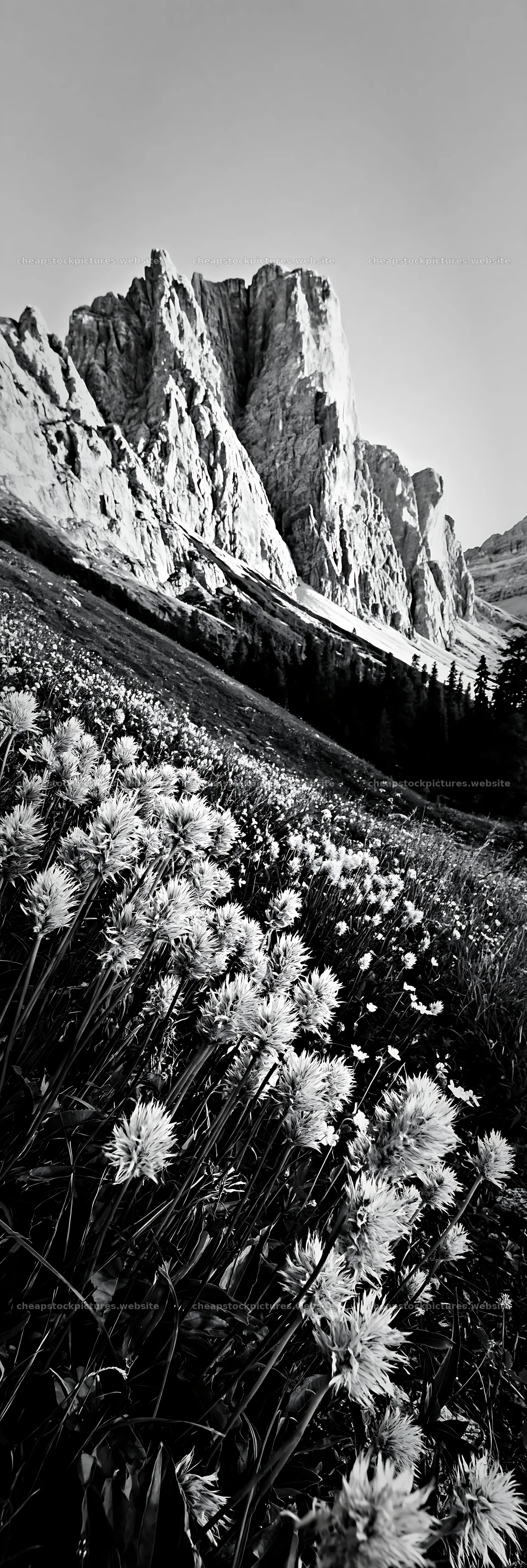 Meadow seedheads glowing at dusk near mountain slopes – stock pictures 4602x13690