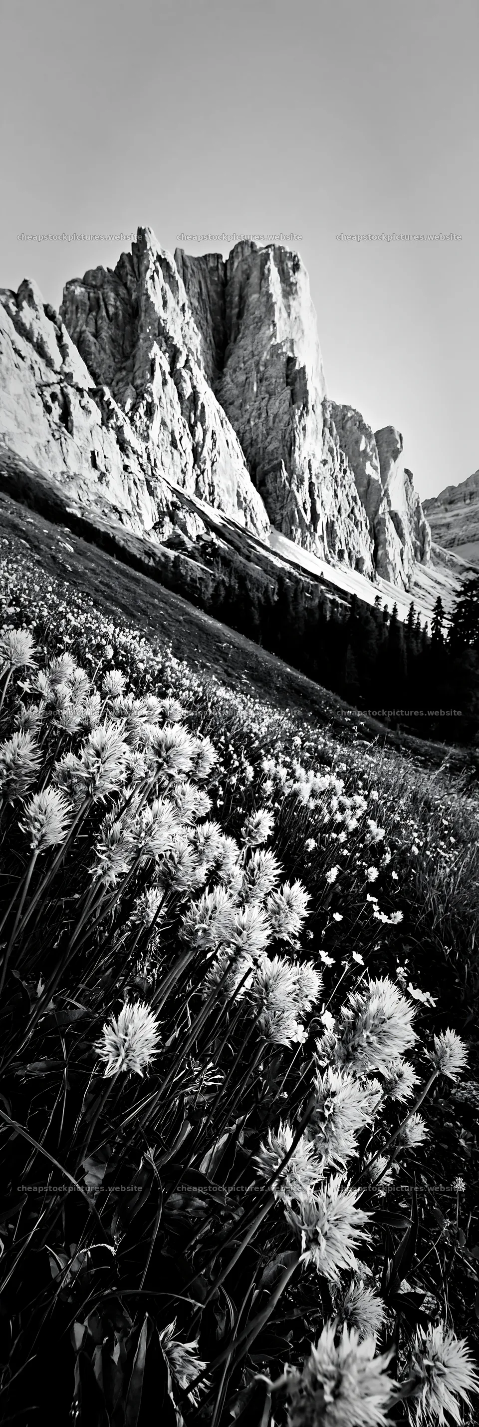 Meadow seedheads glowing at dusk near mountain slopes – stock pictures 4602x13690