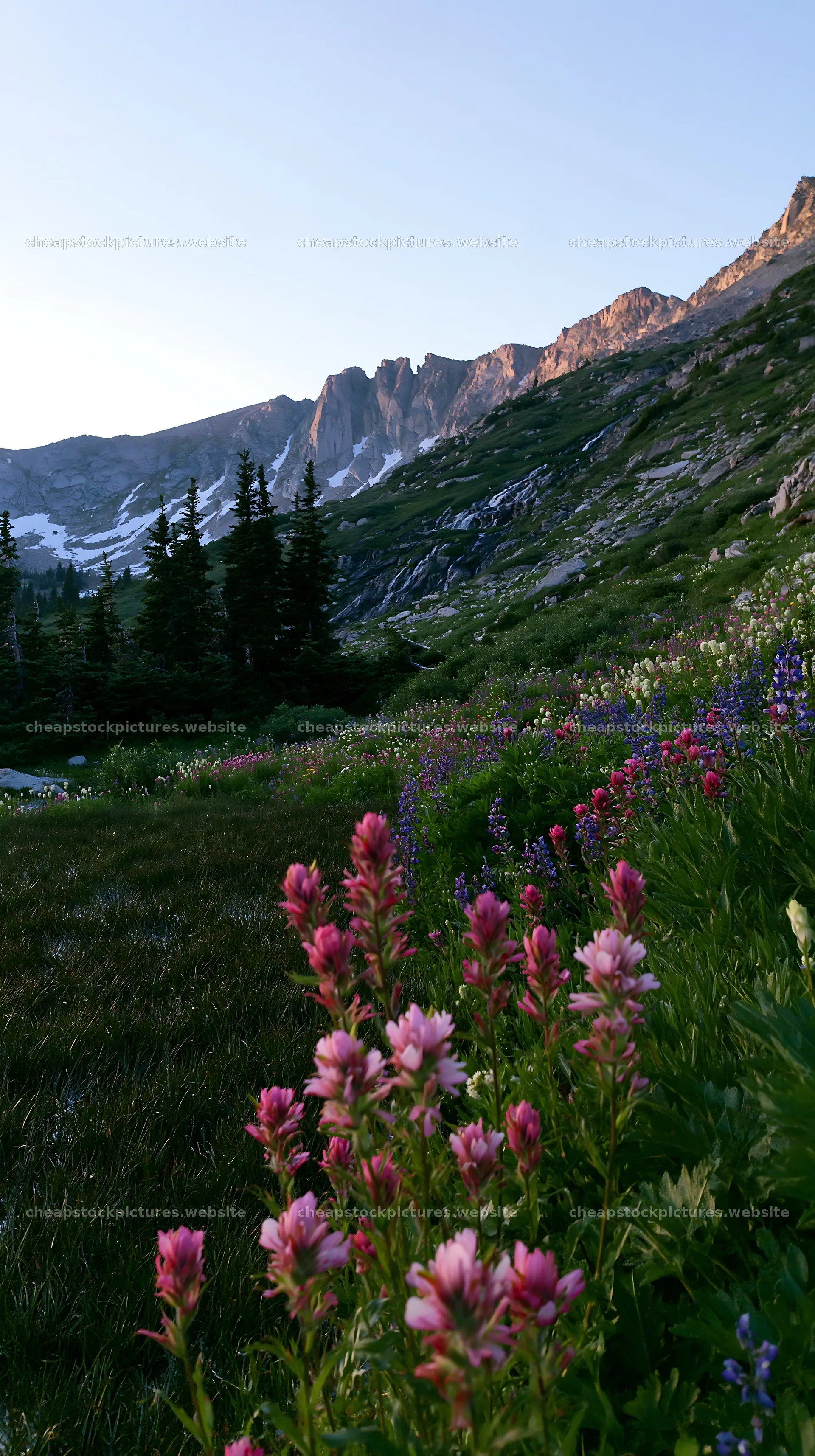 Paintbrush lupine meadow under a mountain in daylight – stock pictures 5938x10608