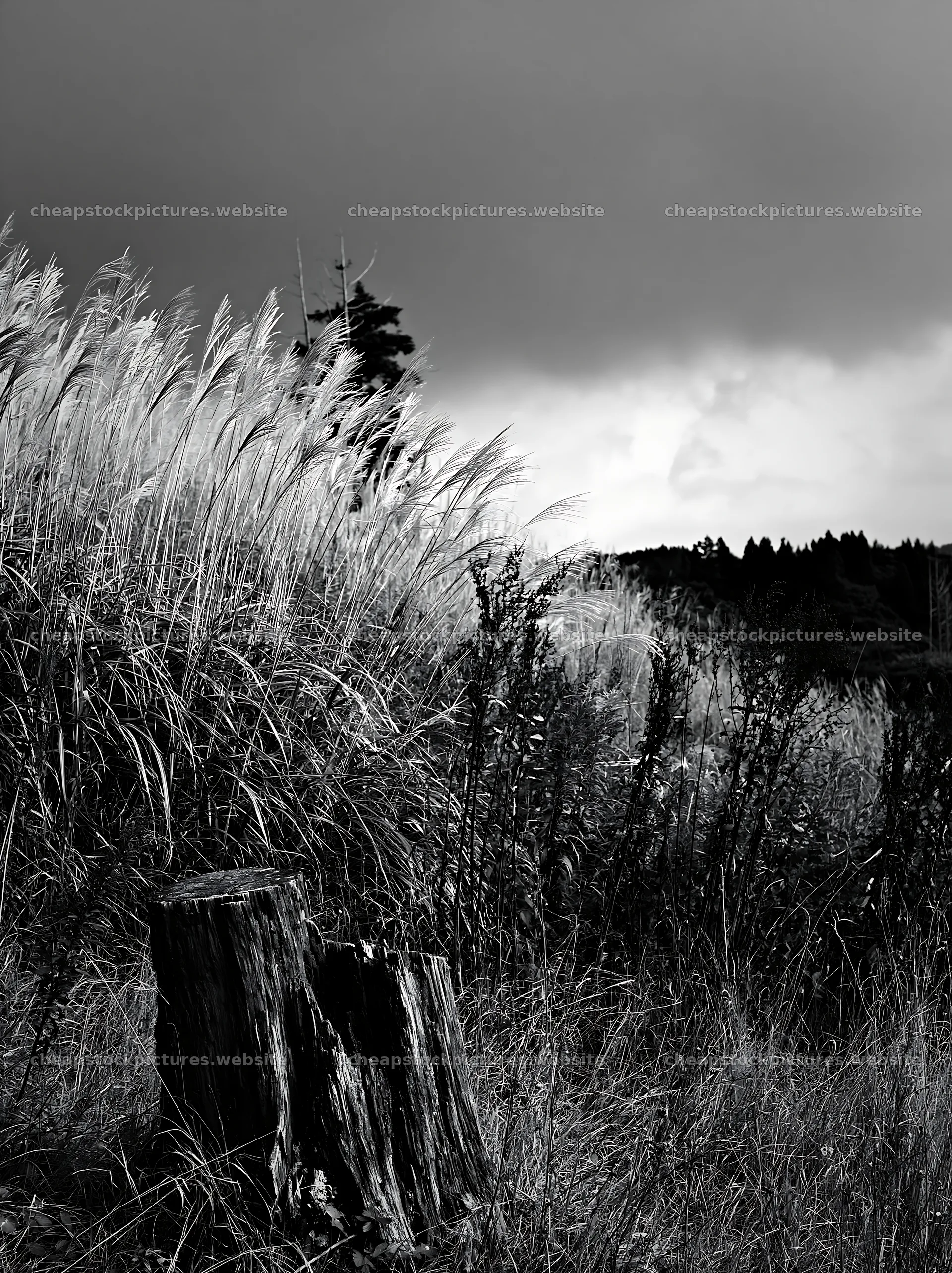 Fukushima native meadow with weathered stump – stock pictures 6866x9174