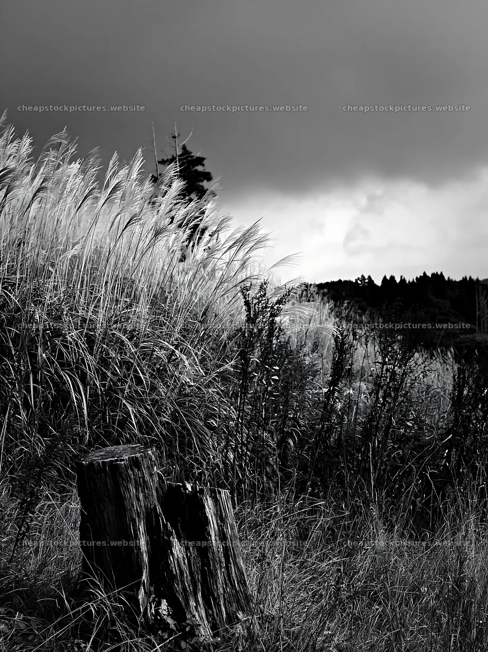 Fukushima native meadow with weathered stump – stock pictures 6866x9174