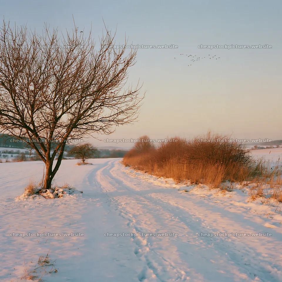 Snowy field with a tree and distant hills at sunset – stock pictures 7938x7938