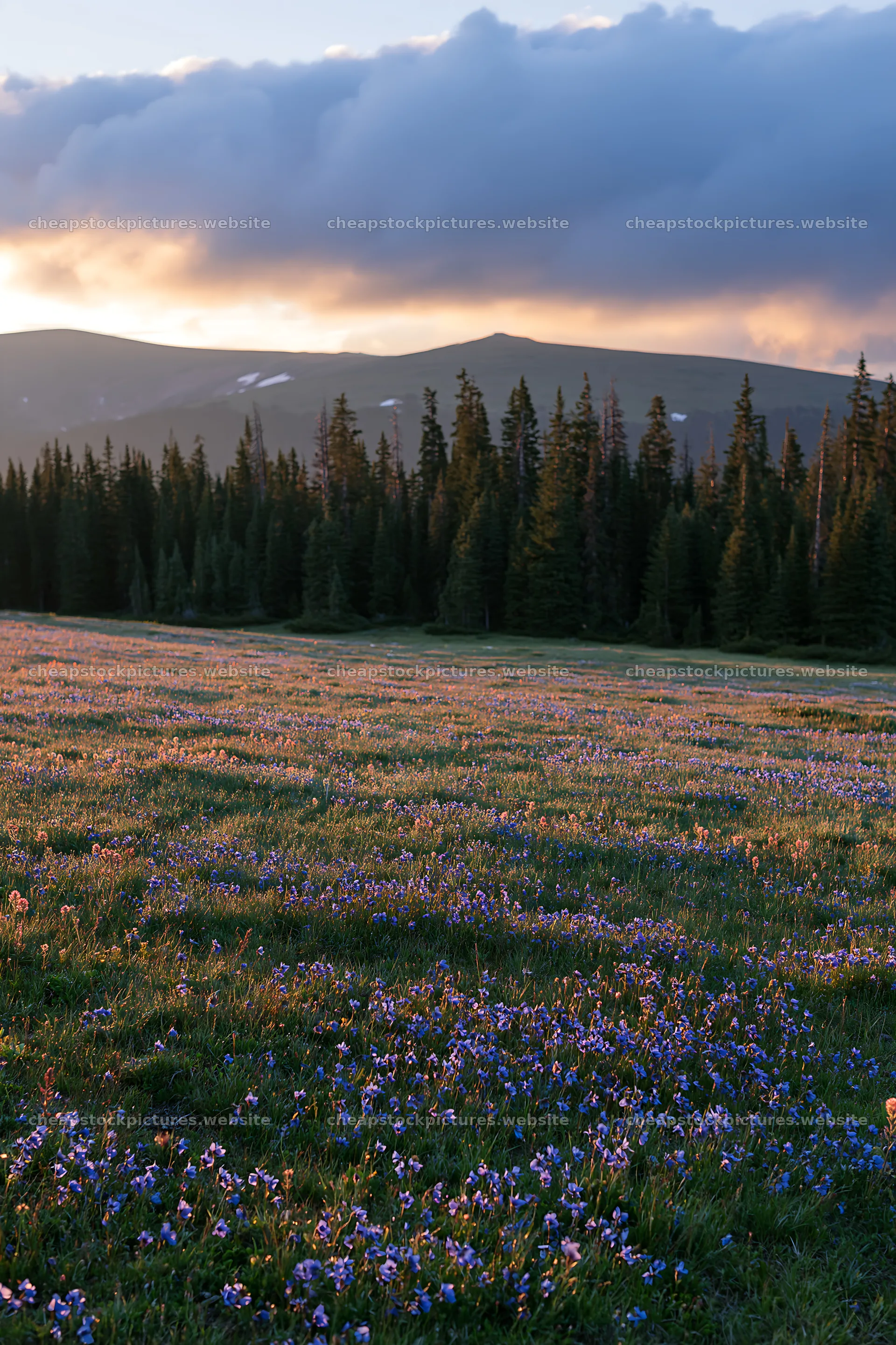 Snowy Rocky Mountain Park meadow with flowers and trees – stock pictures 6480x9722