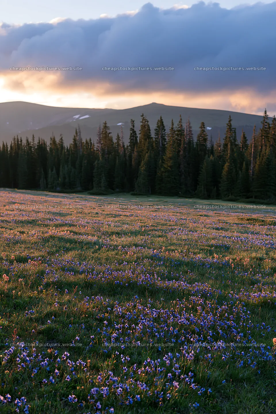 Snowy Rocky Mountain Park meadow with flowers and trees – stock pictures 6480x9722