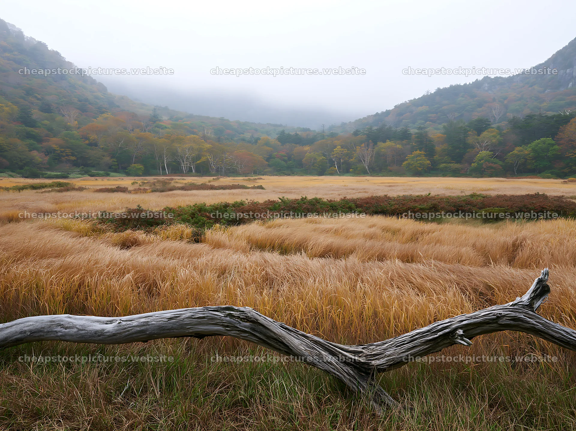 Wakayama autumn meadow weathered wood in the foreground – stock pictures 9174x6866