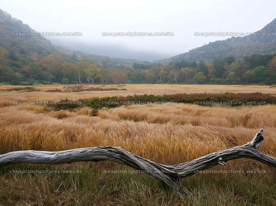 Wakayama autumn meadow weathered wood in the foreground – stock pictures 9174x6866