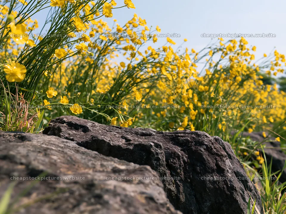 Spring wildflower meadow in Kyoto with stone foreground – stock pictures 9174x6866