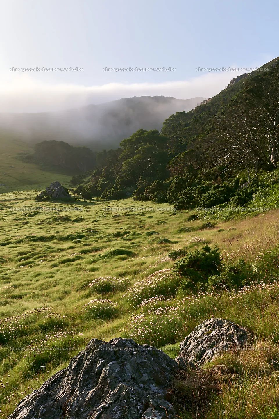 Wooded valley meadow with green grass and rocky outcrops – stock pictures 6480x9722