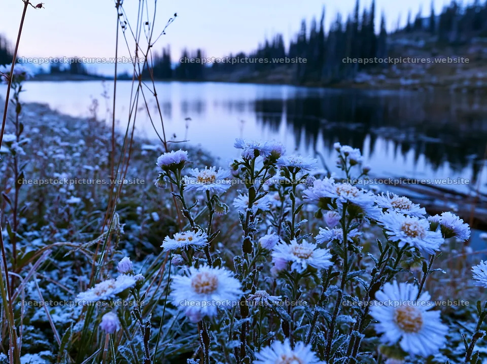 Lakeside meadow after first snowfall with frosted flowers – stock pictures 9174x6866