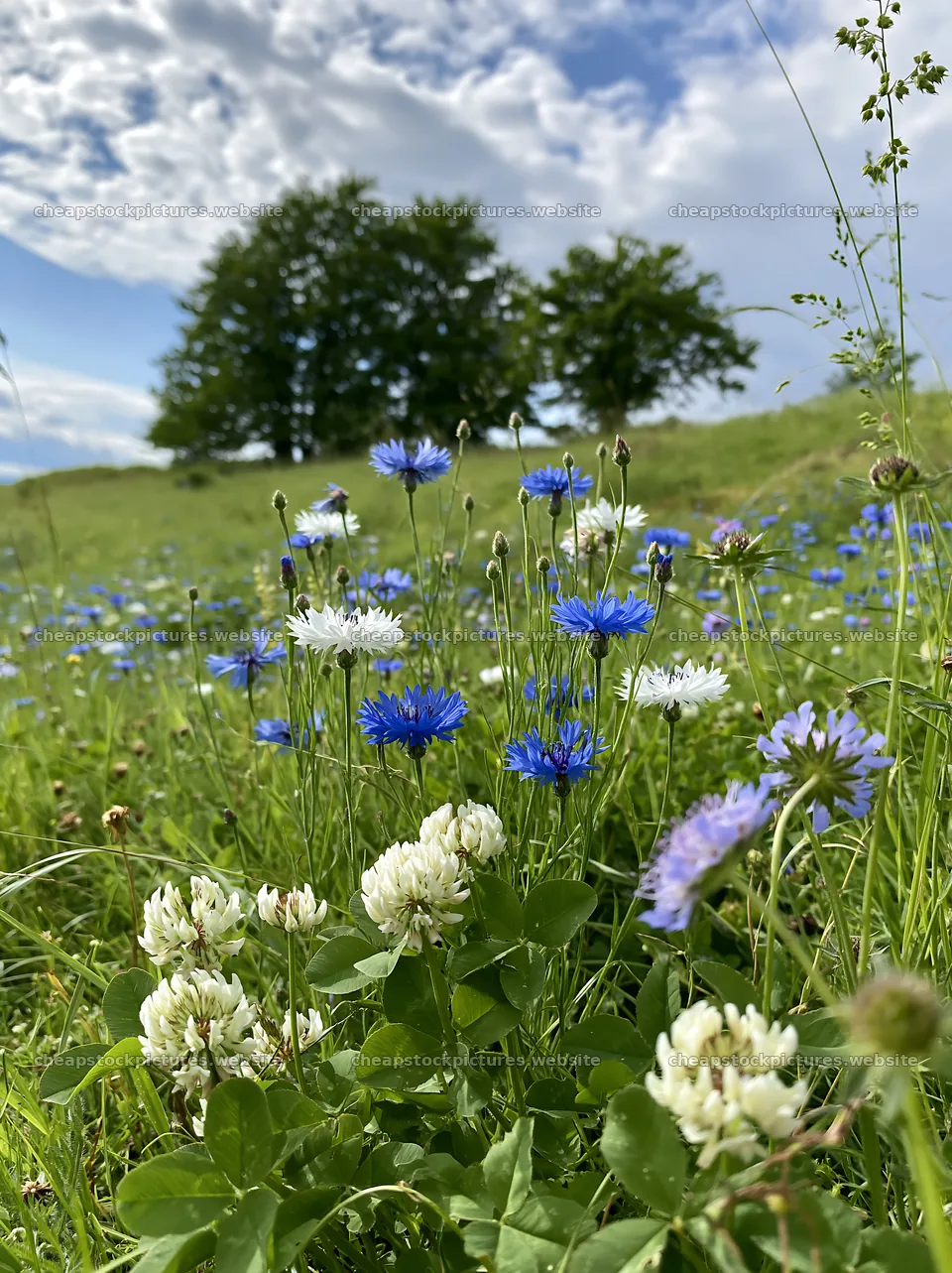 Clover cornflower meadow under a clear blue sky – stock pictures 6866x9174
