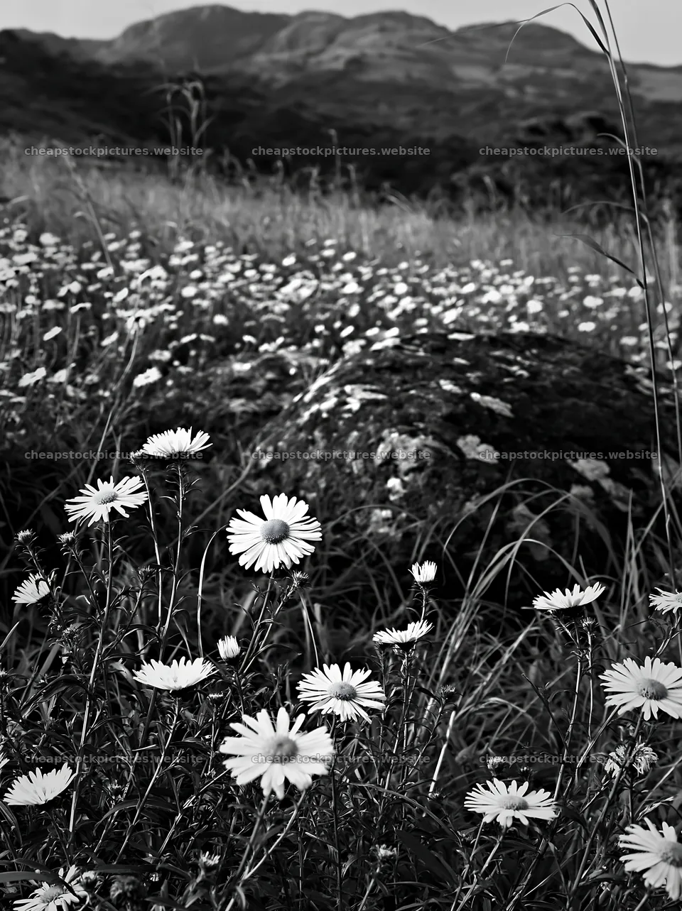 Oita highland meadow with granite stones and wildflowers – stock pictures 6866x9174