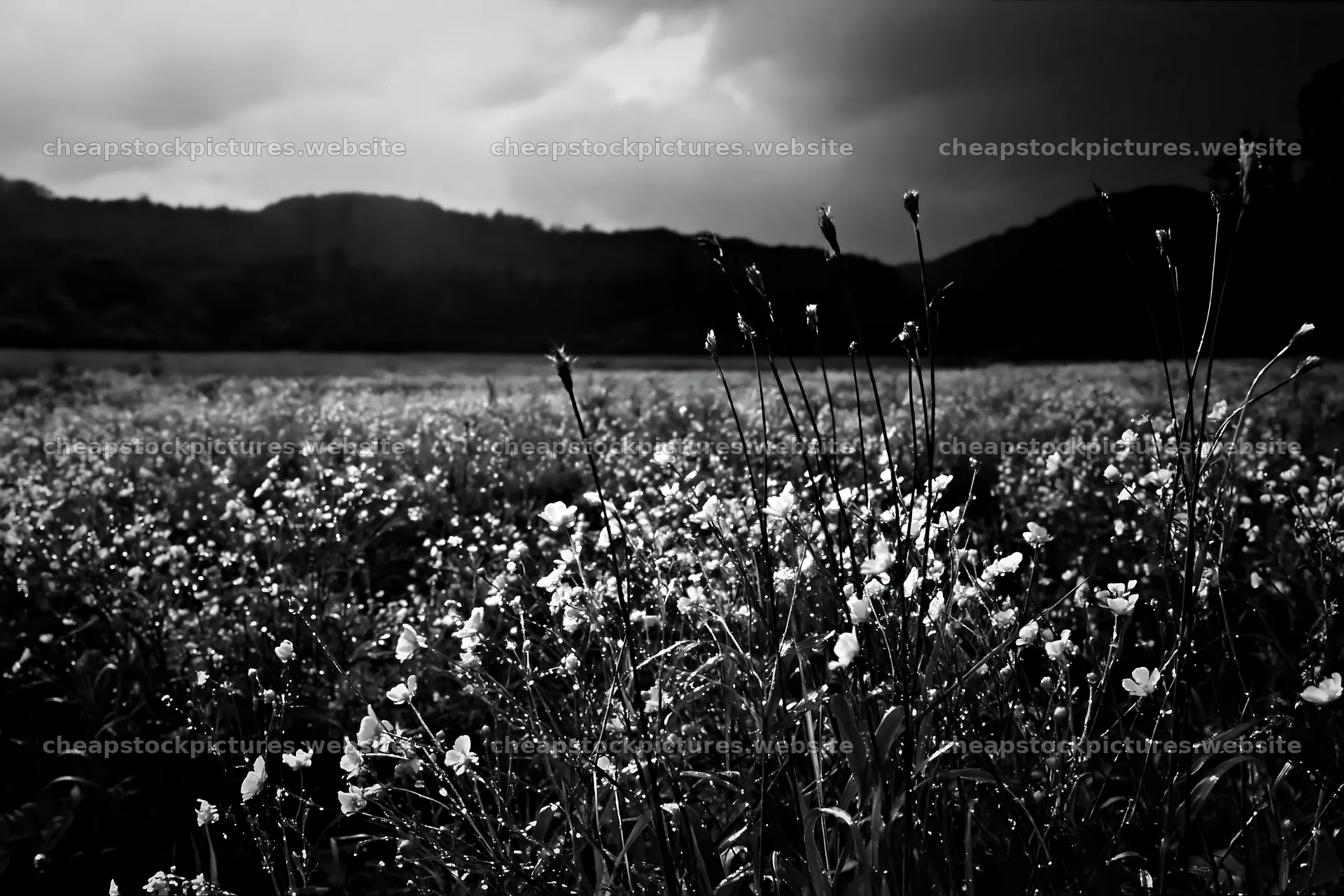Iwate rain refreshed meadow seedhead foreground captures nature – stock pictures 9722x6480