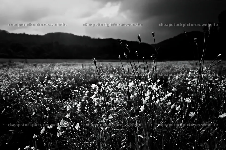 Iwate rain refreshed meadow seedhead foreground captures nature – stock pictures 9722x6480