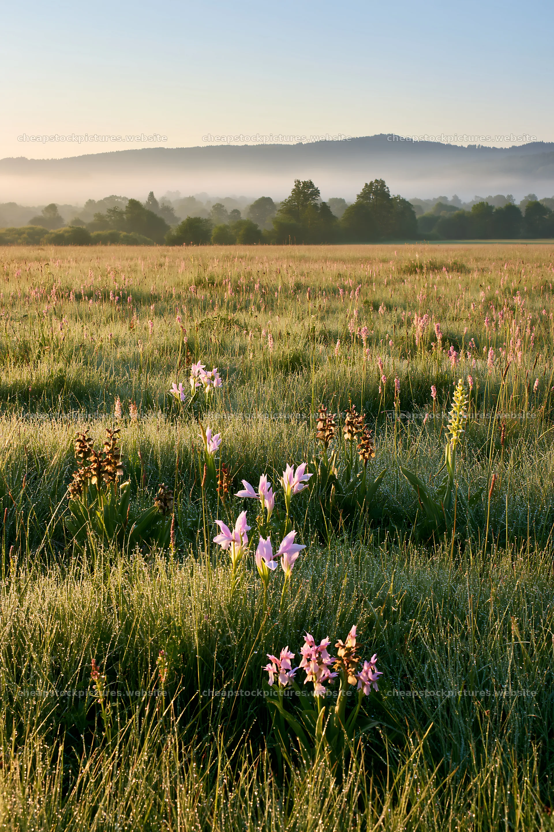 Colorful orchid meadow at sunrise with mist and green grass – stock pictures 6480x9722