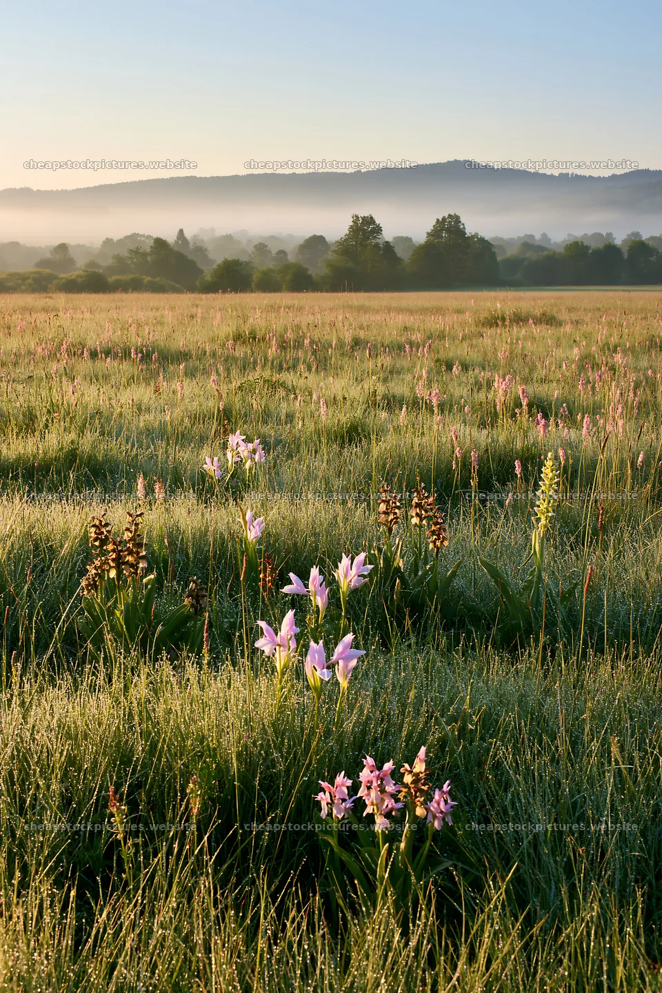 Colorful orchid meadow at sunrise with mist and green grass – stock pictures 6480x9722