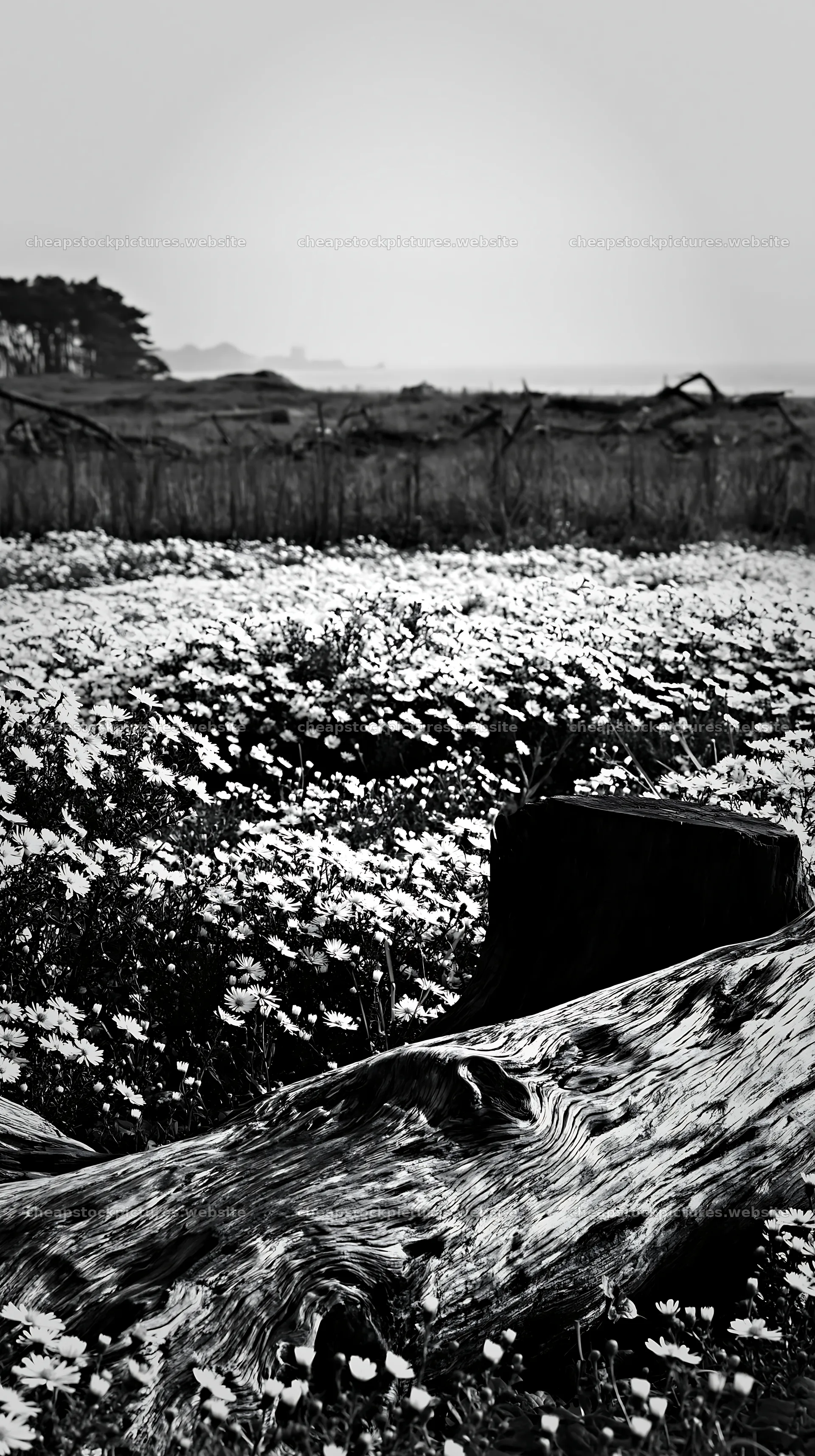 Chiba coastal climate meadow with driftwood and flowers – stock pictures 5938x10608