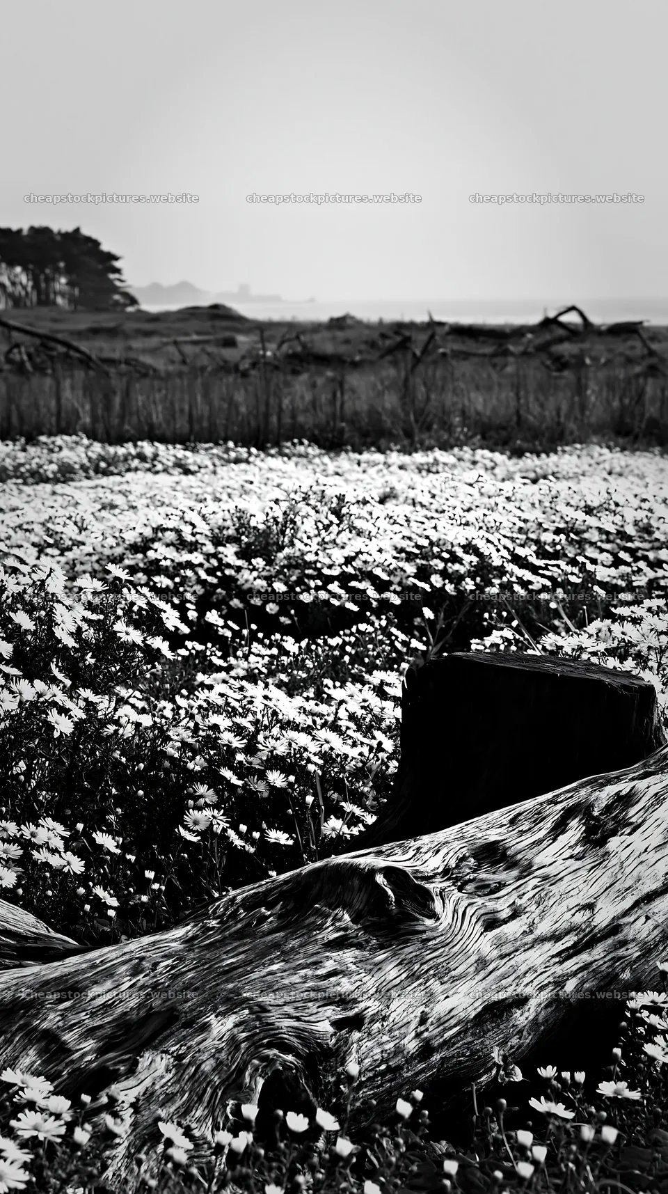 Chiba coastal climate meadow with driftwood and flowers – stock pictures 5938x10608
