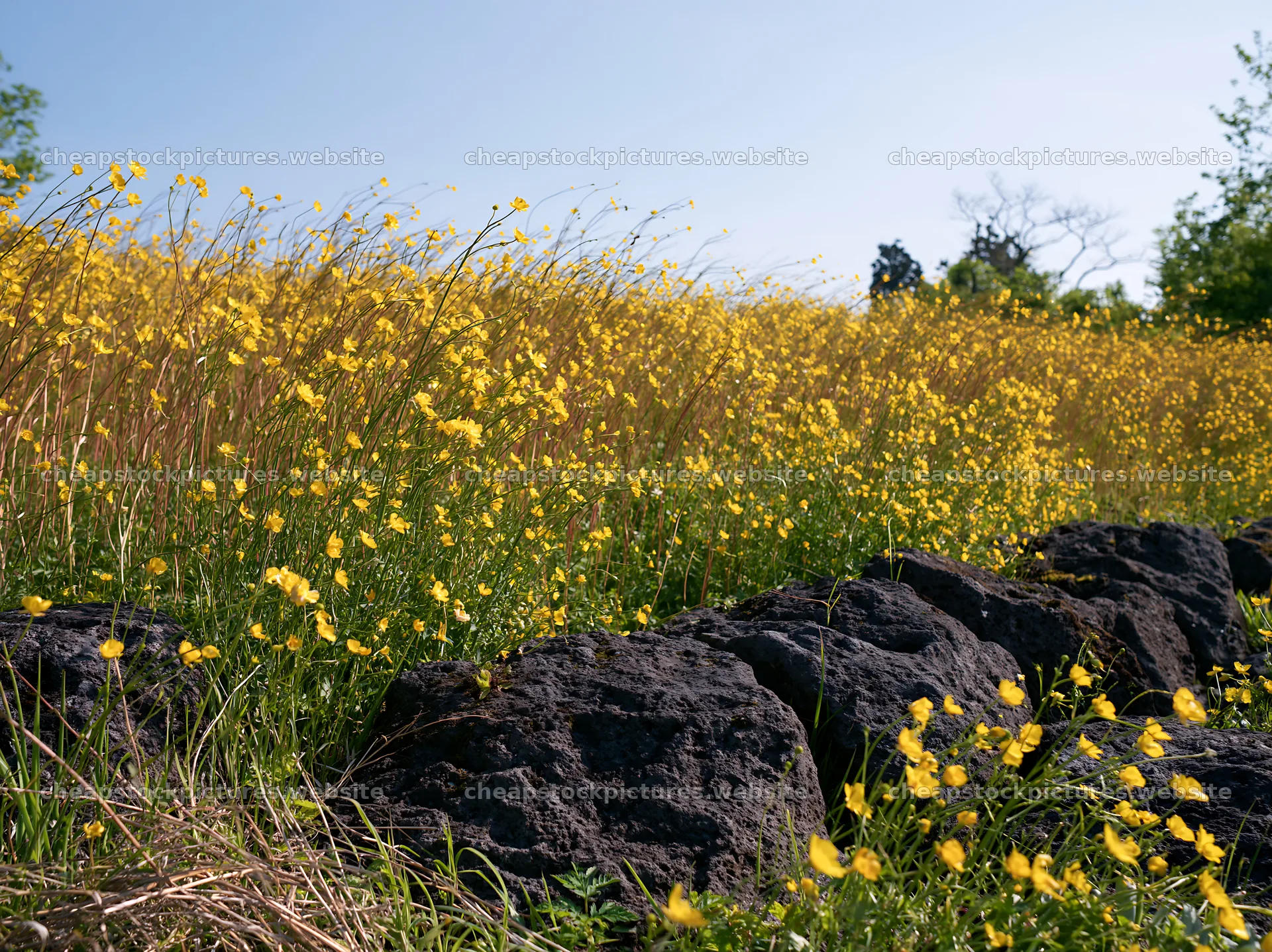Kyoto spring wildflower meadow stone foreground – stock pictures 9174x6866