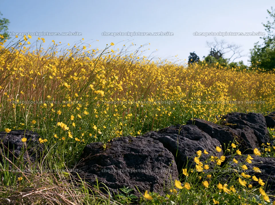Kyoto spring wildflower meadow stone foreground – stock pictures 9174x6866