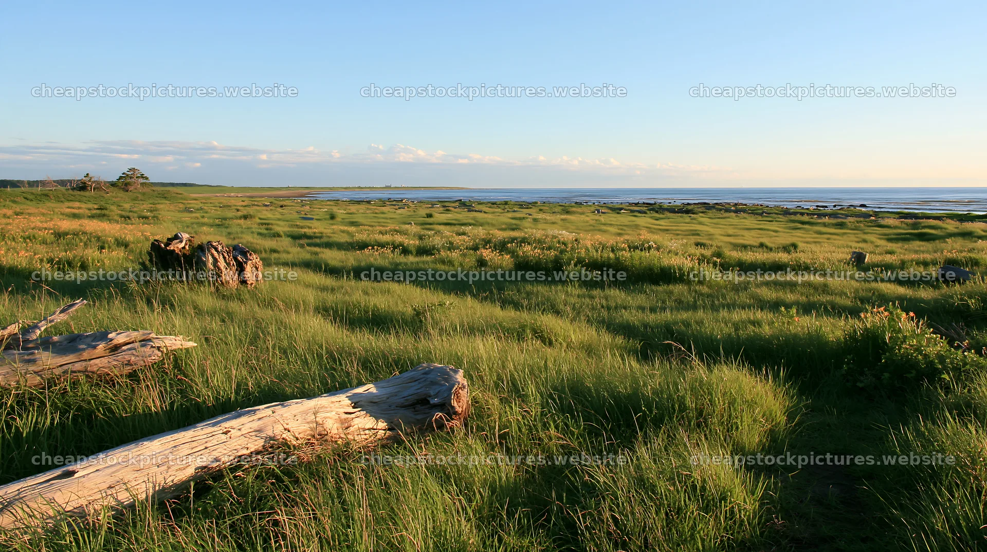 Chiba coastal climate meadow with driftwood in the foreground – stock pictures 10608x5938