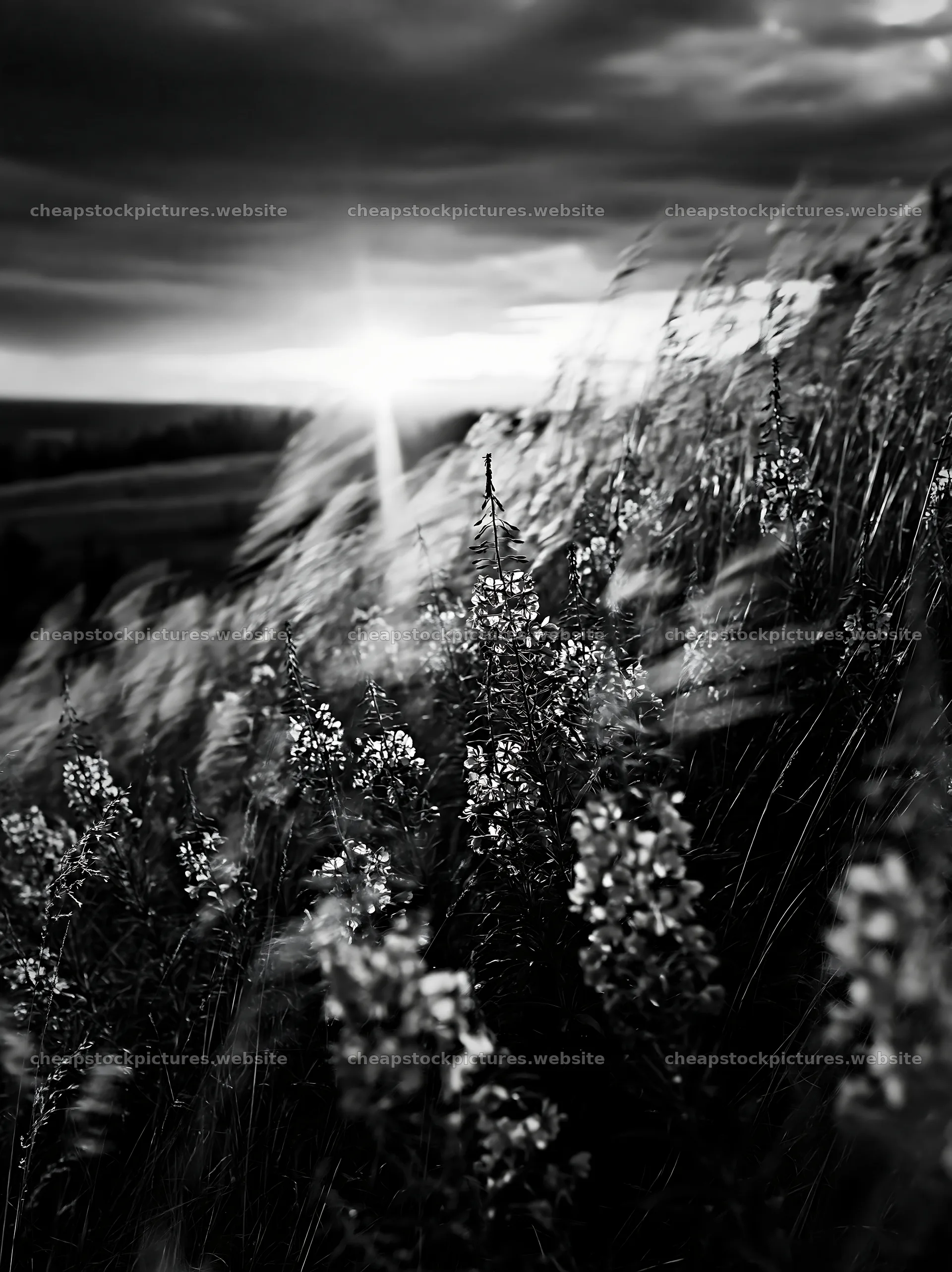 Fireweed meadow at sunset with flowing grasses – stock pictures 6866x9174